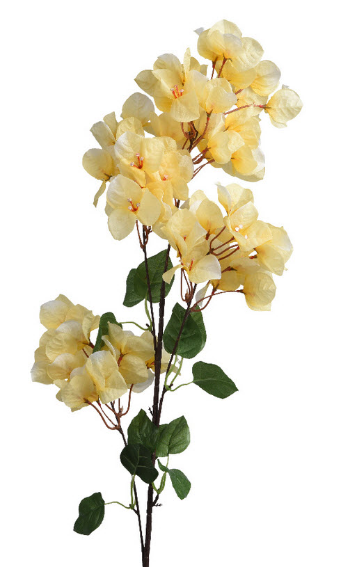 Bougainville spray