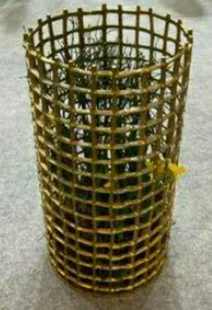 Lantern wired rd