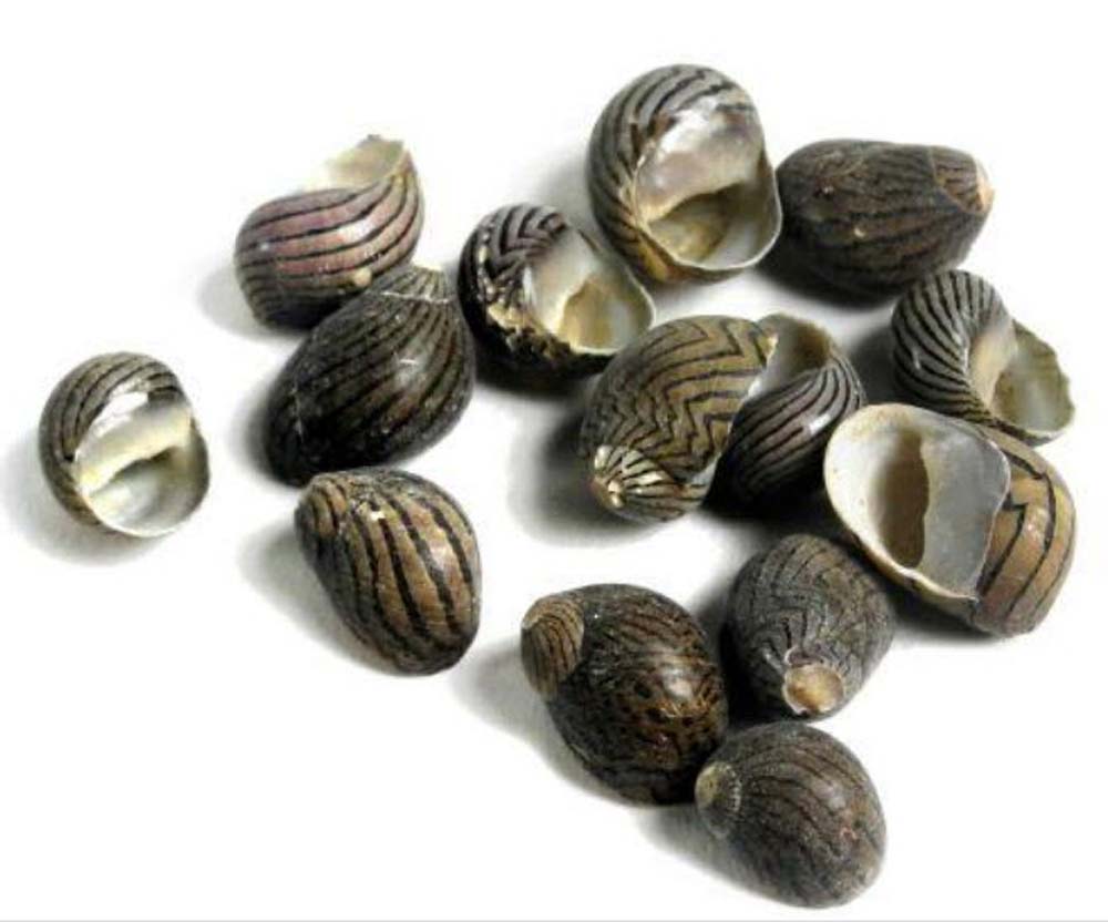 Nerita communis