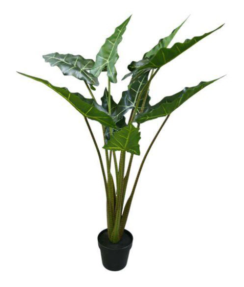 Alocasia sarian