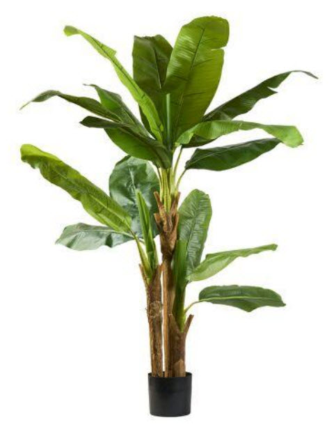 Banana plant