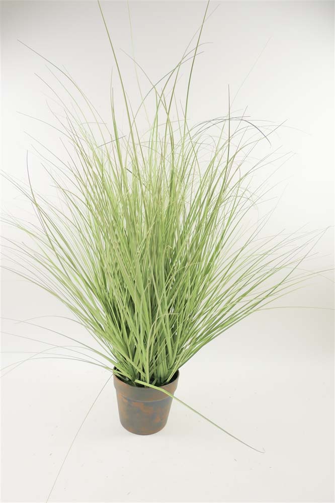Grass in pot