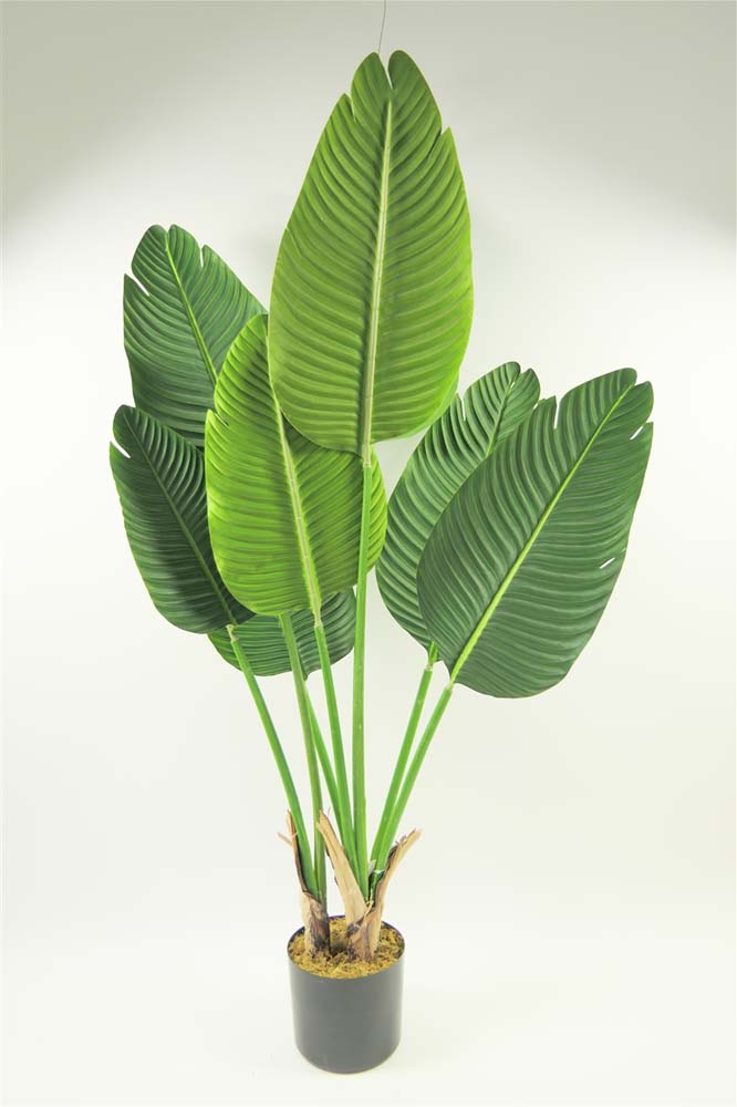 Banana plant