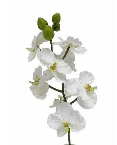Orchid spray x8