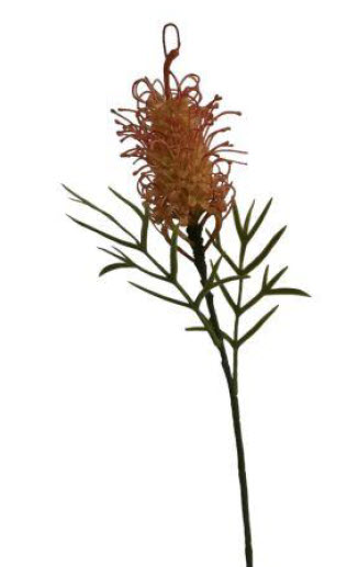 Cirsium protea spray