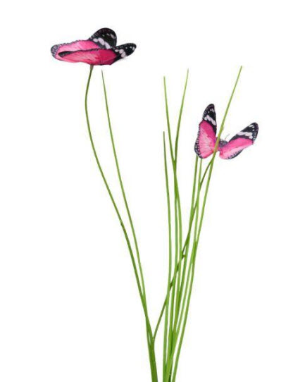 Butterfly grass