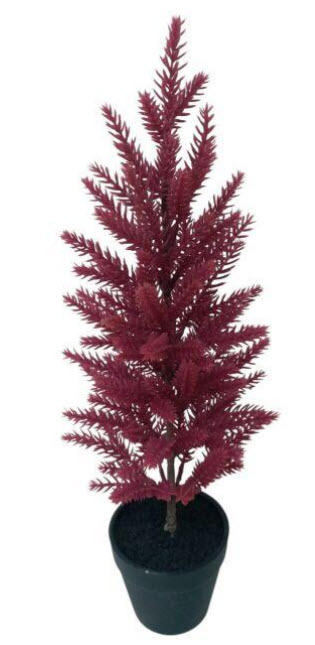 Pine tree in pot