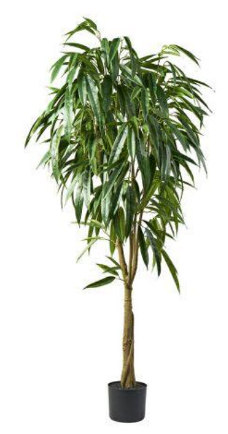 Ficus 392lvs