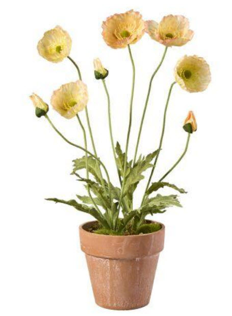 Poppy in pot