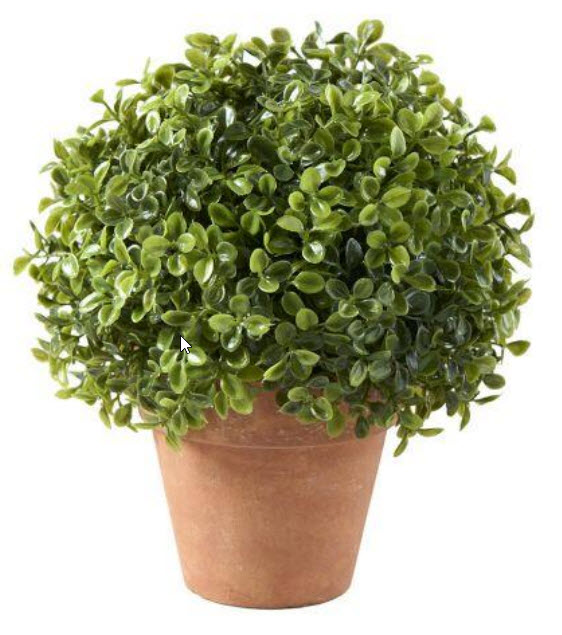 Buxus ball in pot