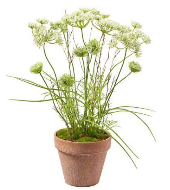 Hemlock in pot