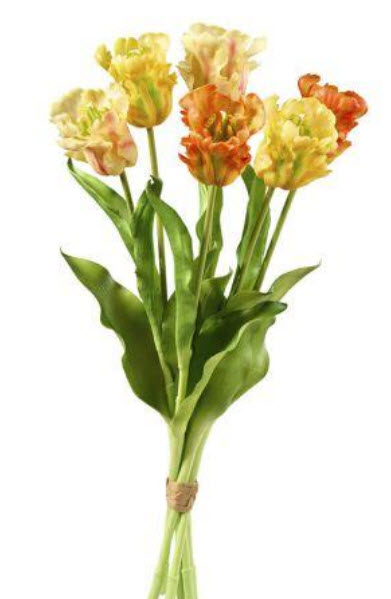 Parrot tulip