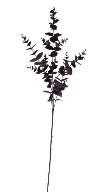 Eucalyptus spray