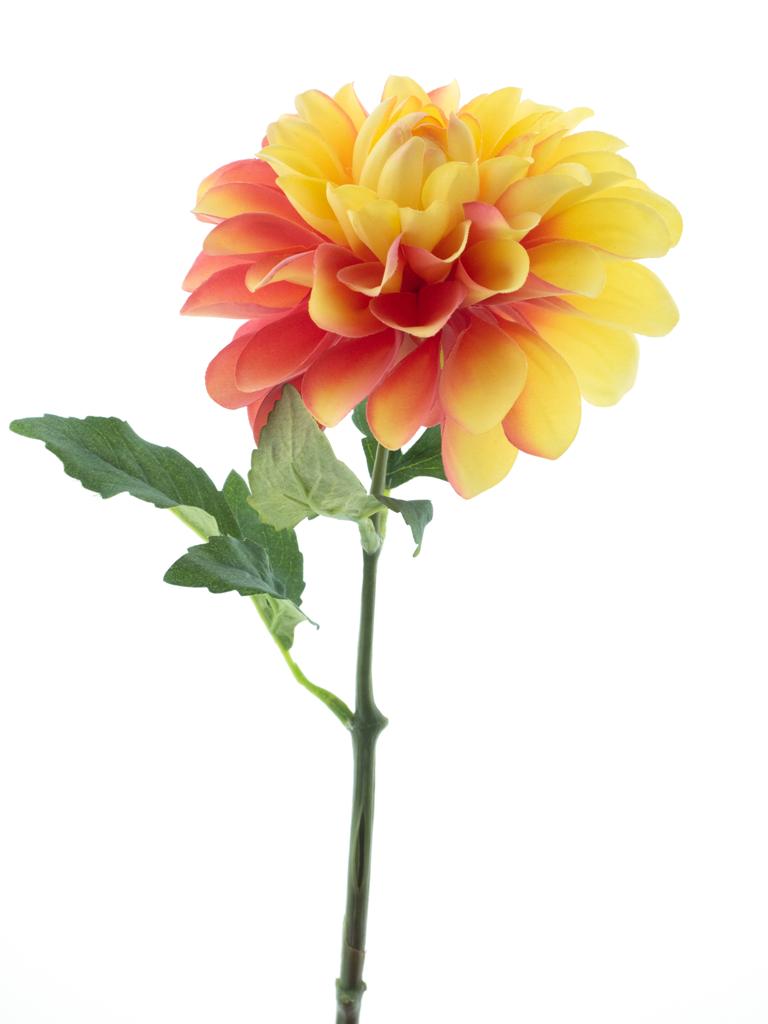 Dahlia spray