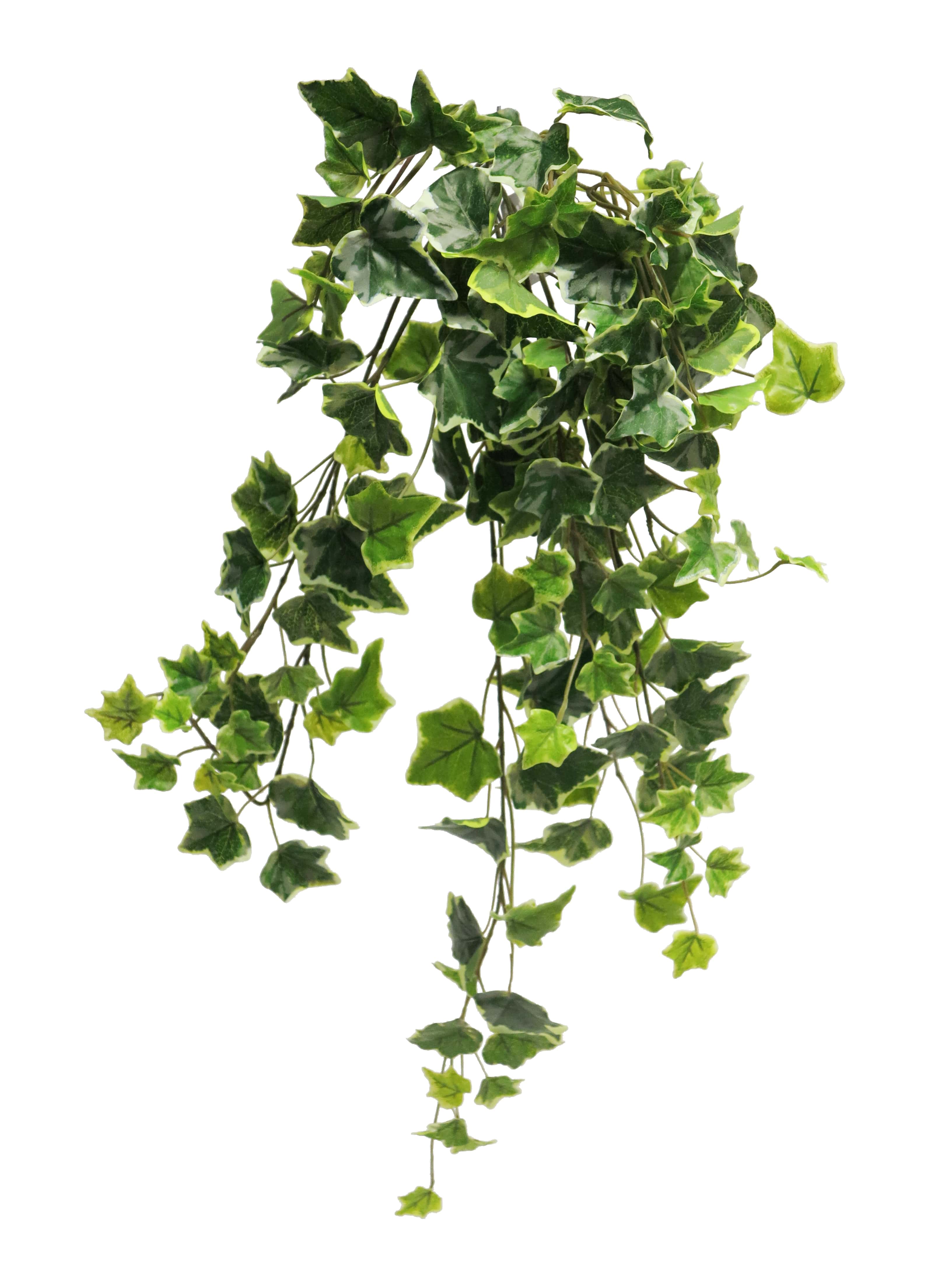 Ivy chicago hanger