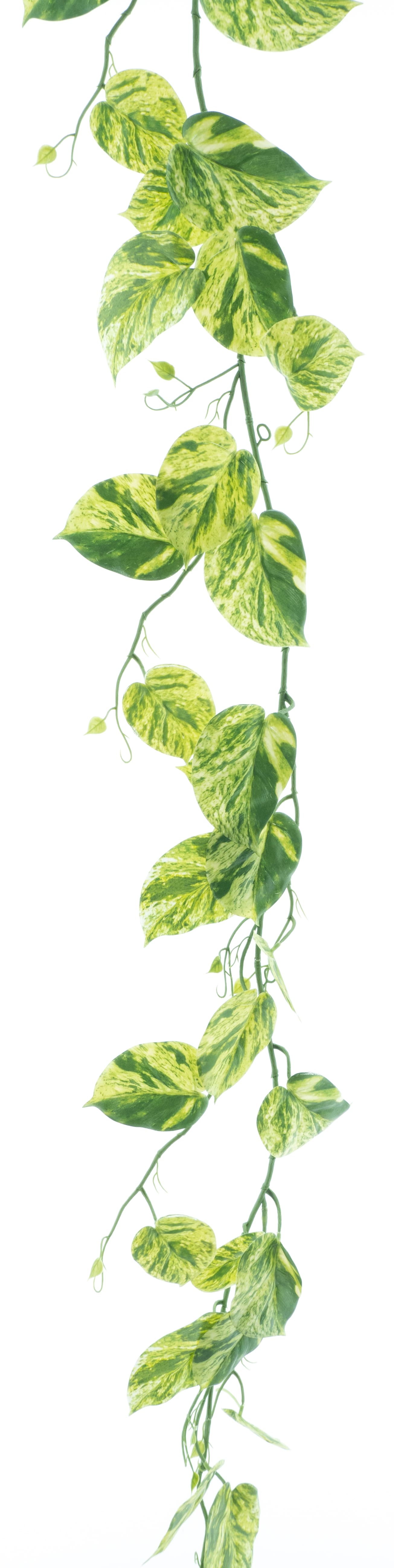 Pothos garland
