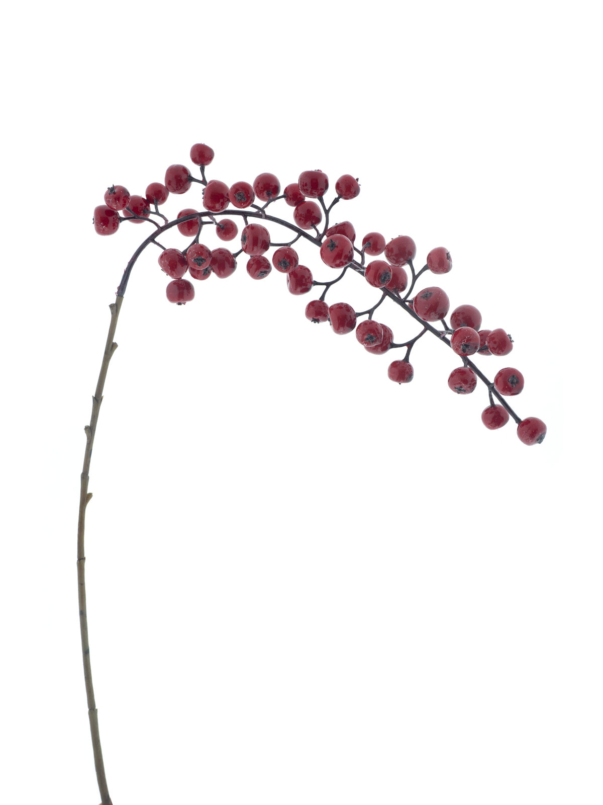 Pyracantha spray