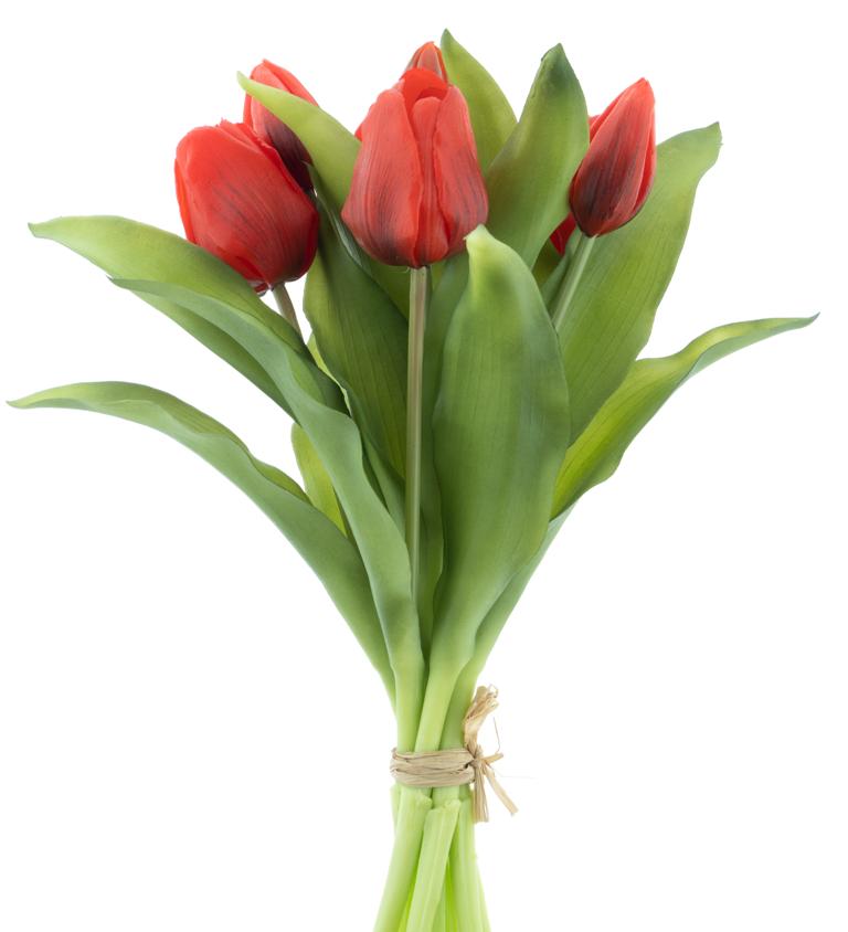 Tulip vermeer sally
