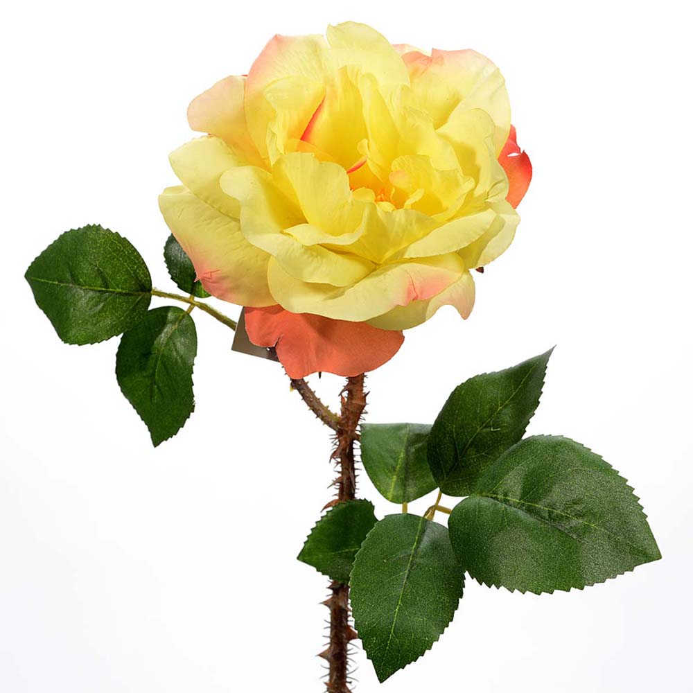 Rosa con spine