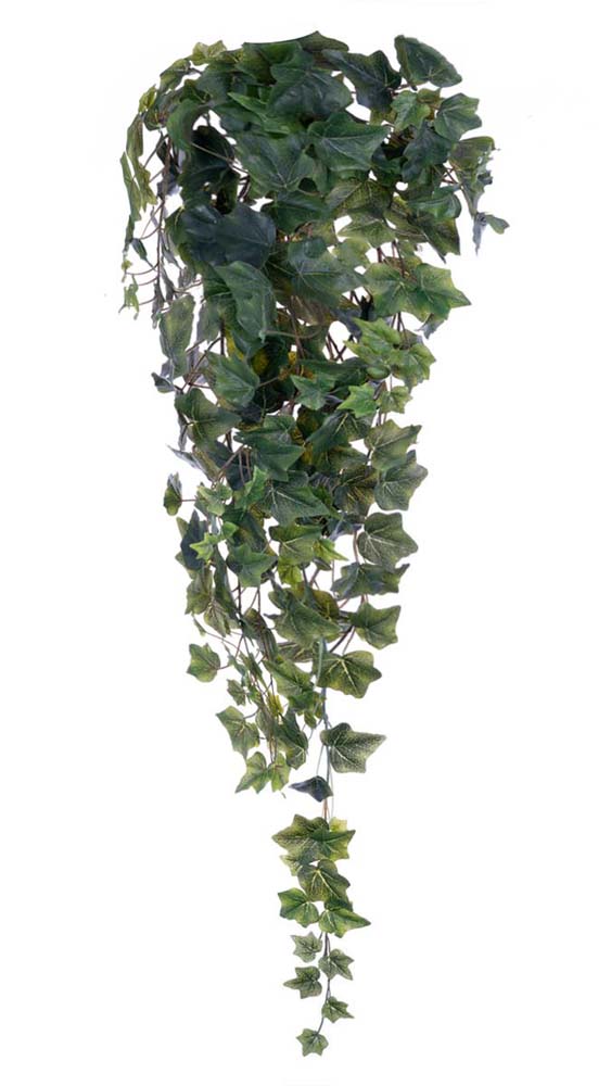 Ivy branch 244lvs