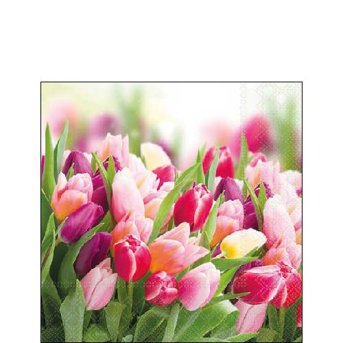 Glorious tulips